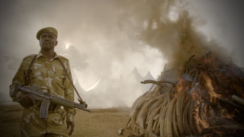 "The Ivory Game" © Richard Ladkani/Netflix